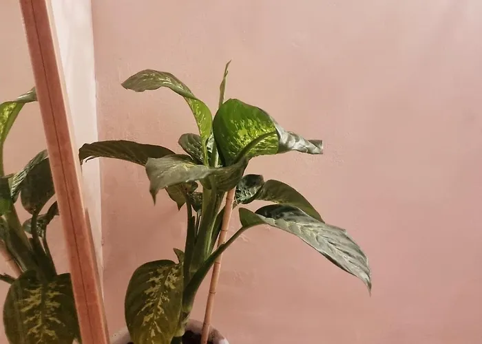 Дом отдыха Rustic House With Great Views Of The Mountains Vicoli